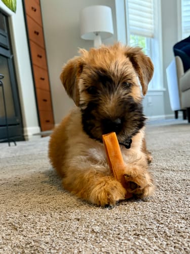 Customer photo review of 4-Stick Yak Chew Pack – Mint, Banana, Strawberry & Pumpkin