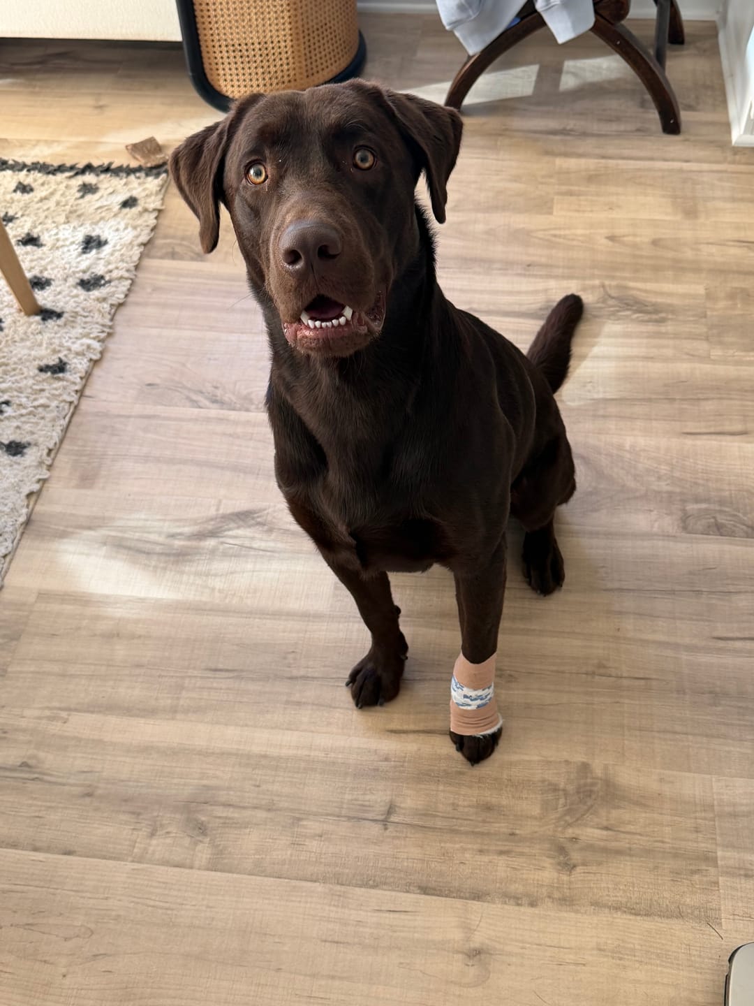 Customer photo review of 12 Inch Jumbo Bully Stick