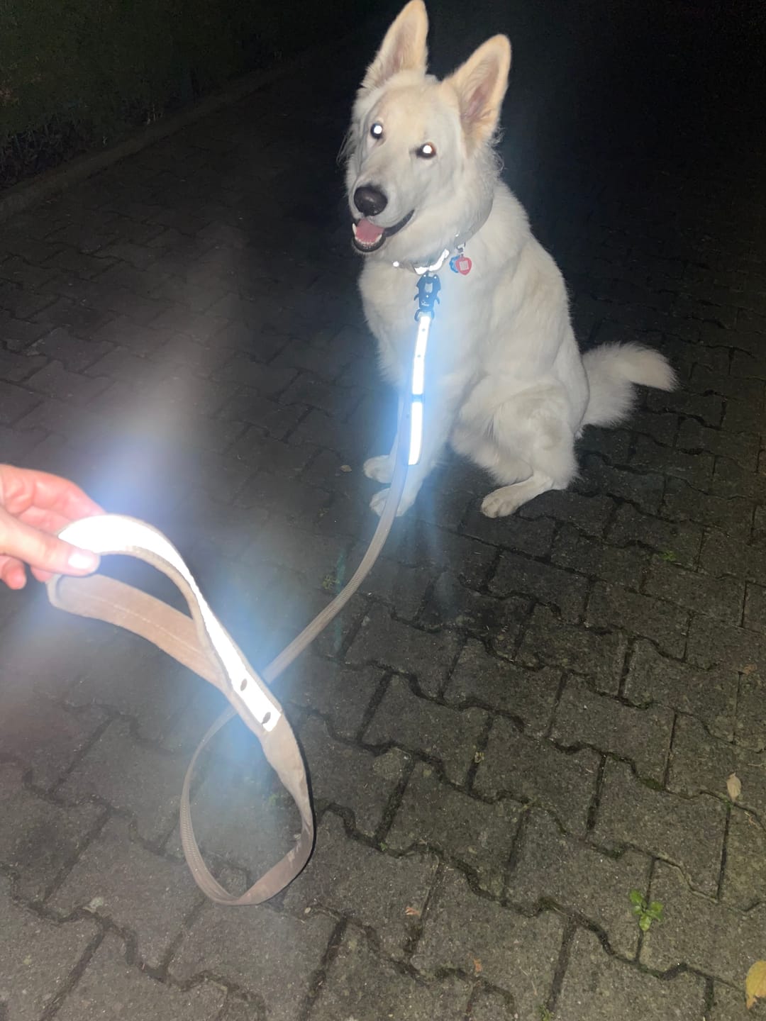 Customer photo review of Smycz z odblaskiem - Guard Leash Safe Beżowa