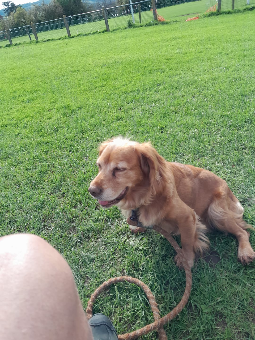 Customer photo review of Total Dental Care Supplement For Dogs