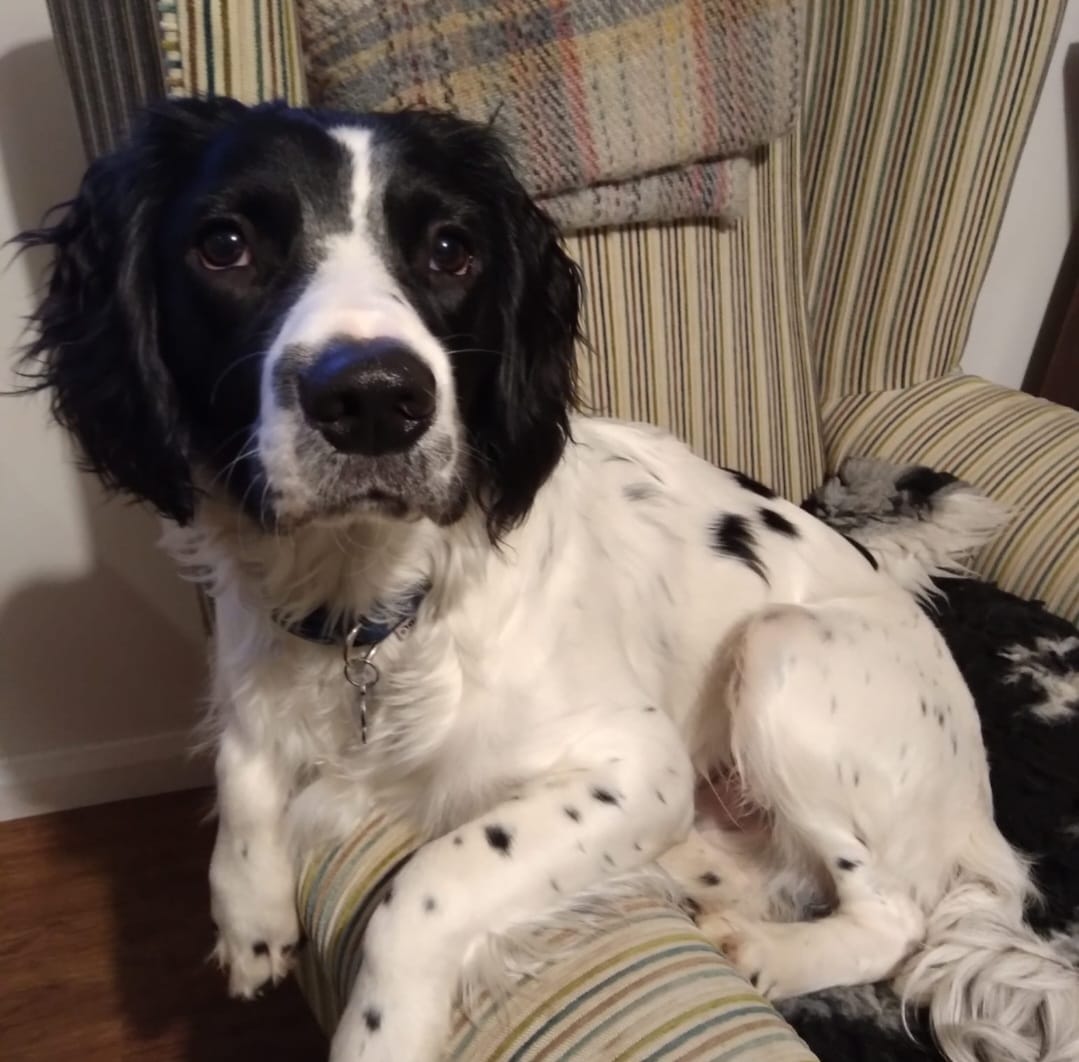 Customer photo review of Luxury Dog Towel