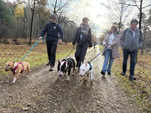 Buts J. review of Comfort Premium Harness | Non Restrictive - Khaki image 1 out of 1