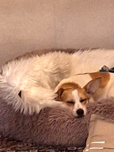 Customer photo review of Puppery Hundebett Wolke 7 - Das Original