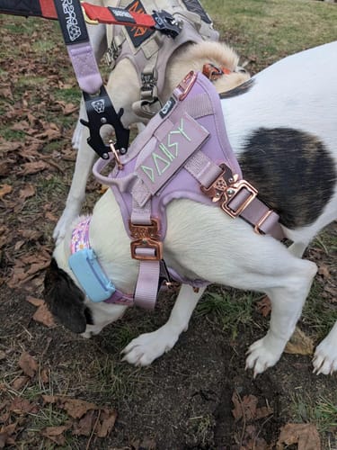 Customer photo review of Tacti Luxe Dog Leash - Sofia