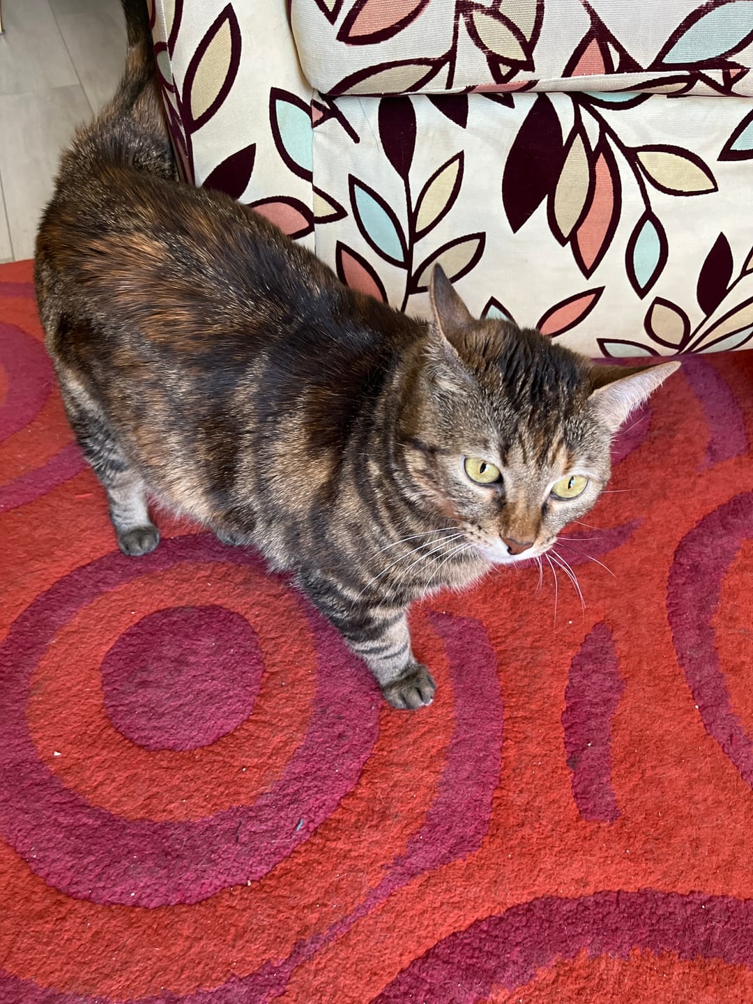 Customer photo review of Pack Cosycat 4,3 kg + 4,3 kg