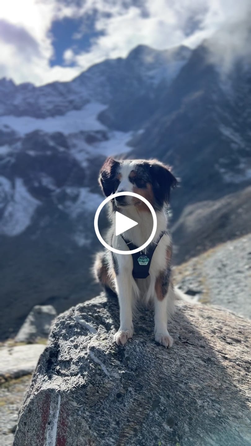 Customer video review of Northern Lights - Silent Dog ID Tag