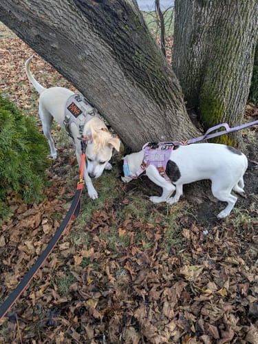 Customer photo review of HNTR 3.0 Dog Harness - Sofia