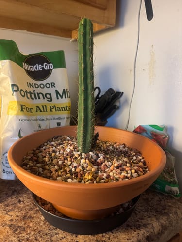 Customer photo review of Trichocereus Bridgesii | Bolivian Torch Cactus