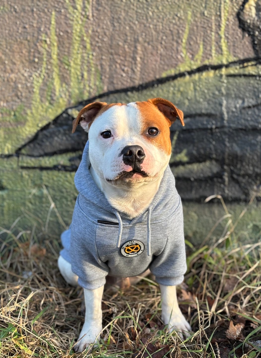 Customer photo review of Staffordshire Bull Terrier 1935® Hoodies - Grey