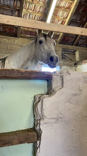 Customer photo review of Strotonin Horse Support