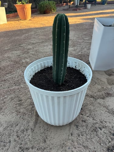 Customer photo review of San Pedro Cactus | Trichocereus (Echinopsis) Pachanoi
