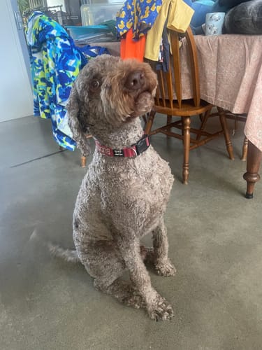 Customer photo review of GroomMate Pet Grooming Kit