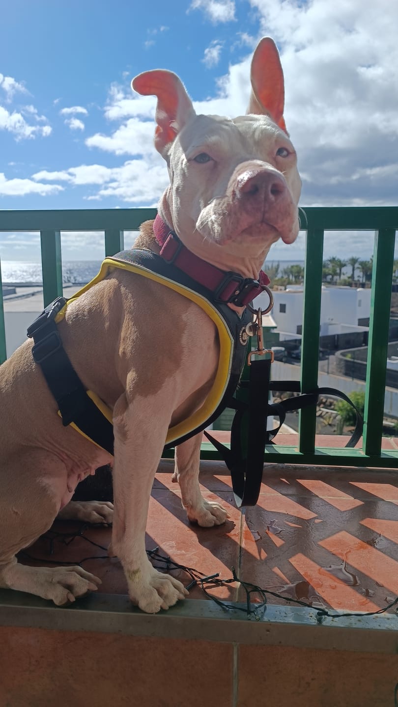 Customer photo review of 2.5cm Combat® Collar | With Handle & Rated Clip - Burgundy