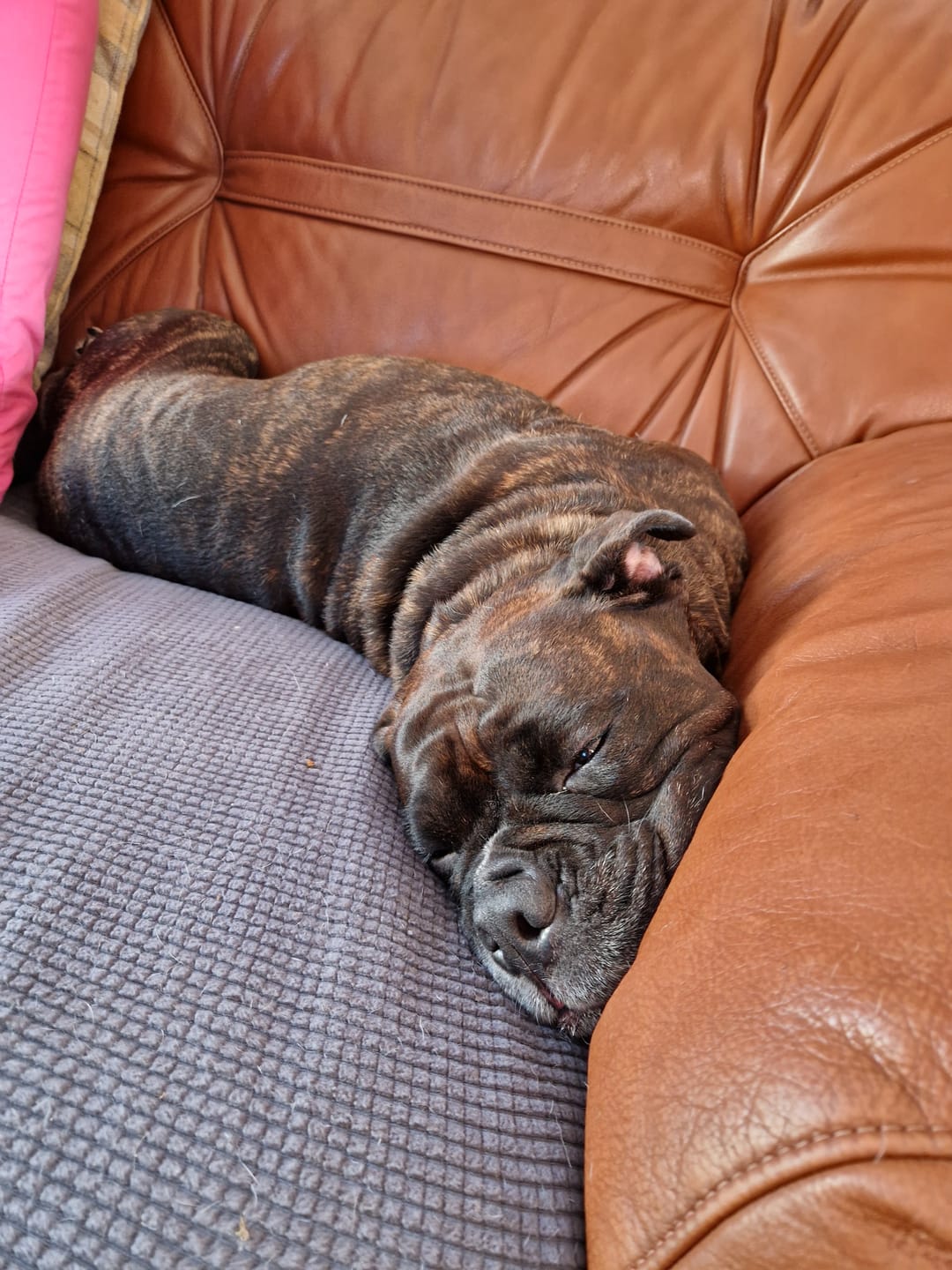Customer photo review of Total Urinary Care Supplement For Dogs