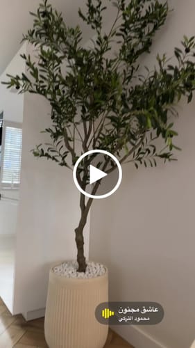 Customer video review of Kunst Olijfboom 210cm
