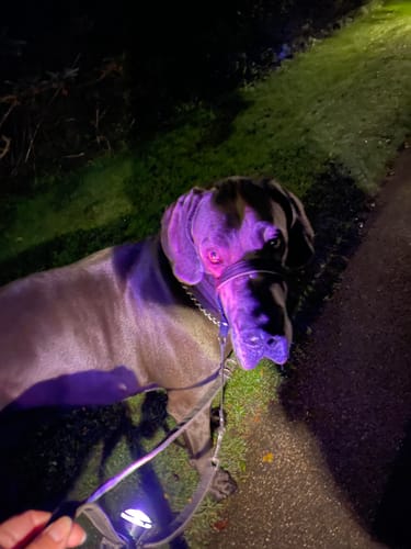 Customer photo review of Safety Light PRO - 7-i-1 Genopladelig Lygte