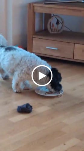 Customer video review of Frischfutter für Energiebedarf von 426 kCal/Tag