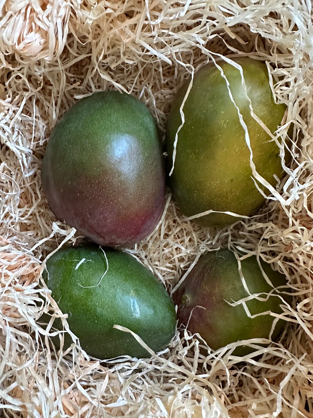Customer photo review of Mango Kent Bio von Julian Sonderaktion % 4kg