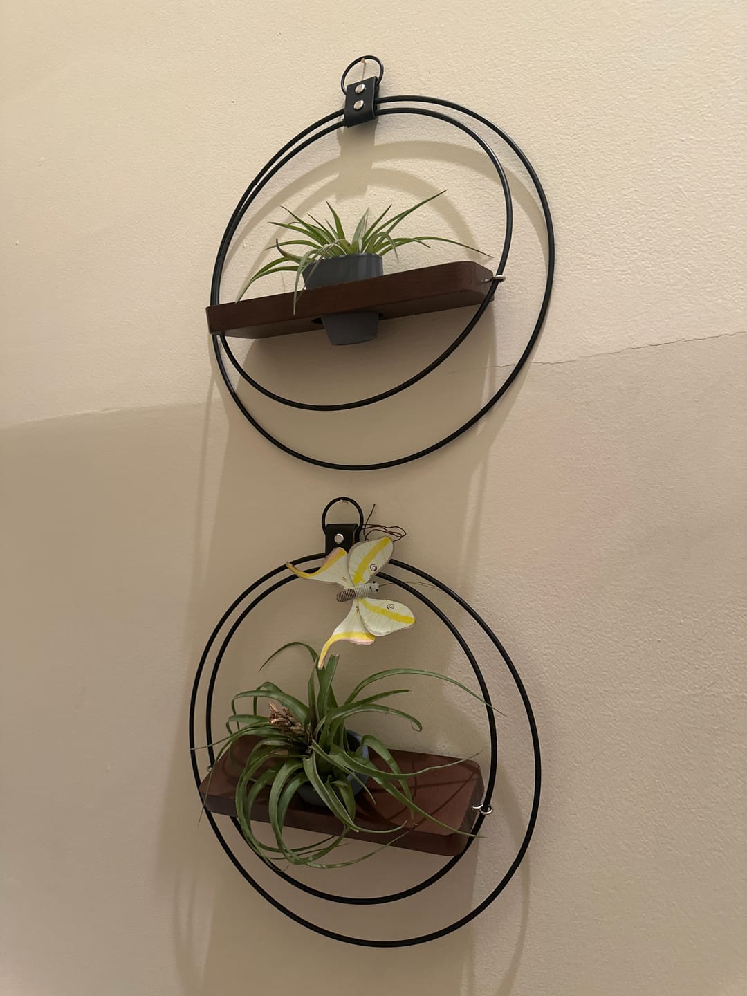 Customer photo review of Air Plant Shelf + Pot Duo