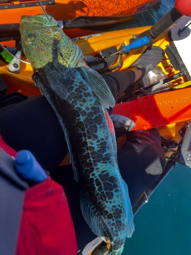 Customer photo review of Fisherman's Life® Vertical Jigs 100g, 150g, 200g, 300g FOUR COLORS available