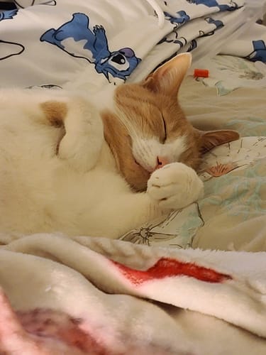 Customer photo review of Cat UTI & Kidney Support Remedy