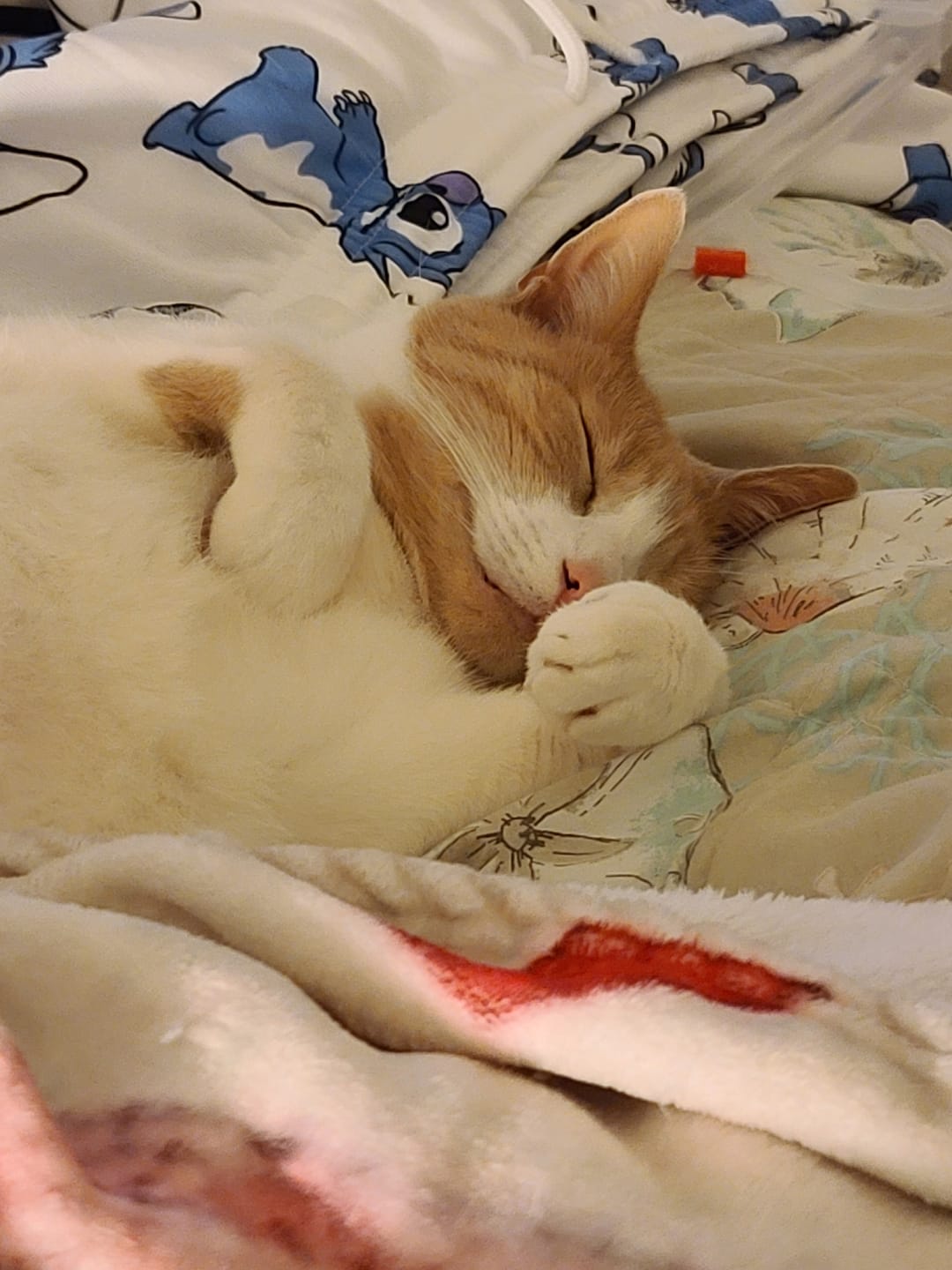 Customer photo review of Cat UTI & Kidney Support Remedy