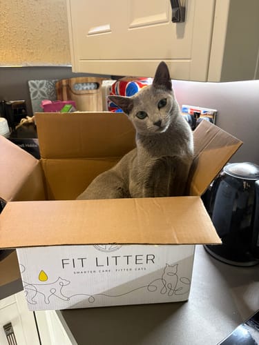 Customer photo review of 1 Month Supply – 2 Cat