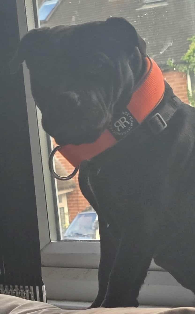 Customer photo review of 5cm Slip on Collar | Foam Padded - Orange
