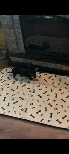 Customer photo review of Potty Buddy™ - The Durable Leak-Free Potty Pad