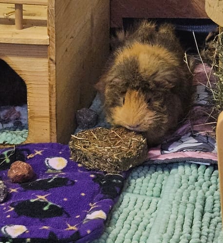 Customer photo review of 🎃 Sonderedition Halloween Cookies für Meerschweinchen