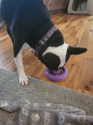 Customer photo review of Freez Doughnut - Super Durable Treat Toy