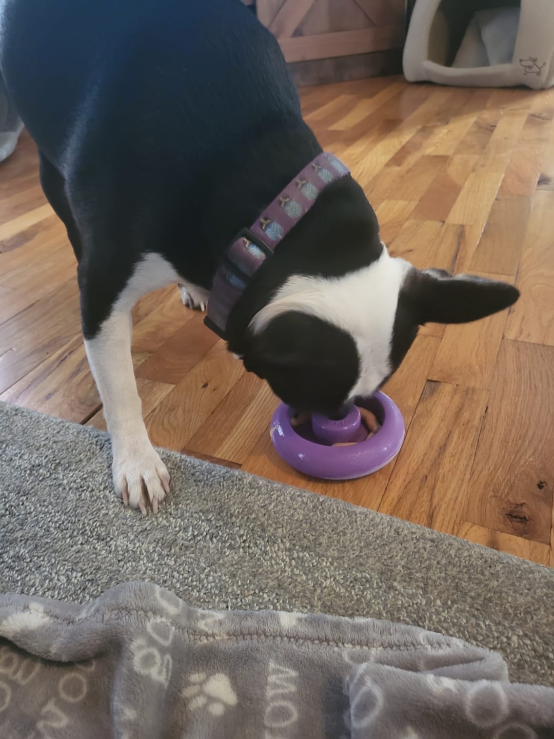 Customer photo review of Freez Doughnut - Super Durable Treat Toy