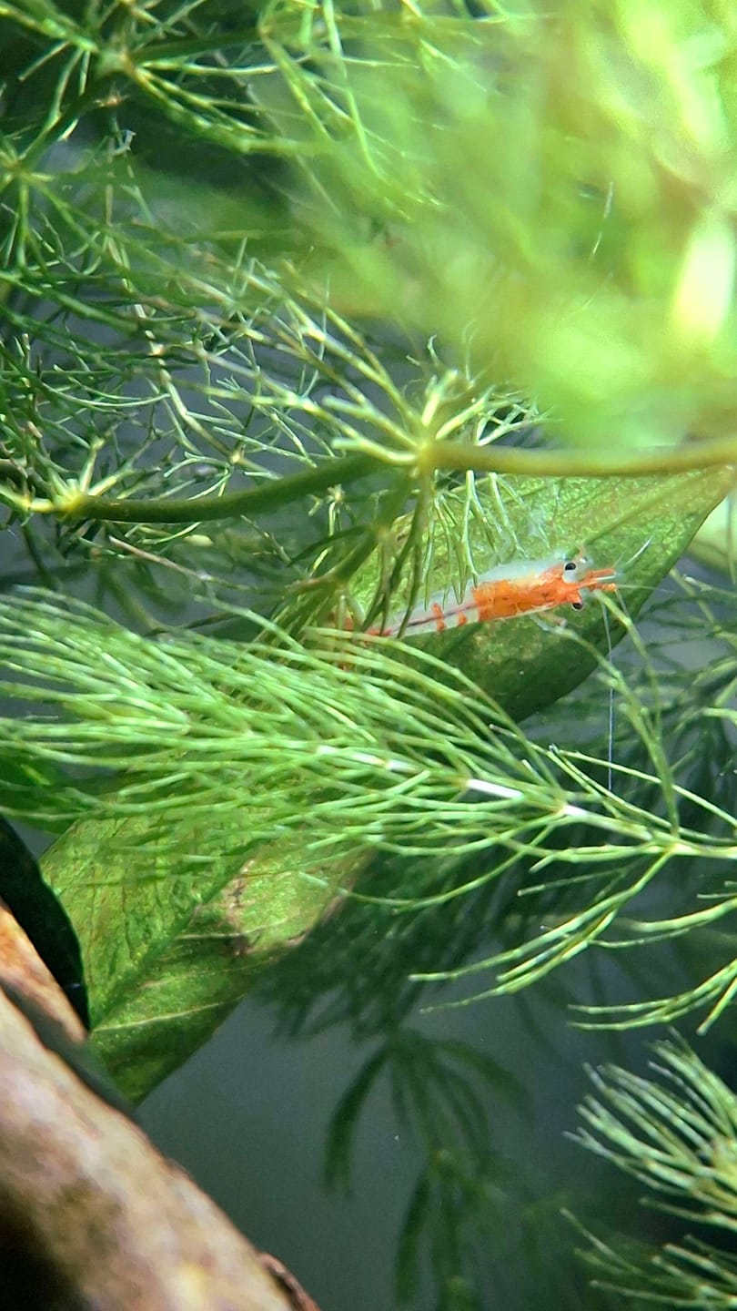 Customer photo review of Orange Rili Shrimp