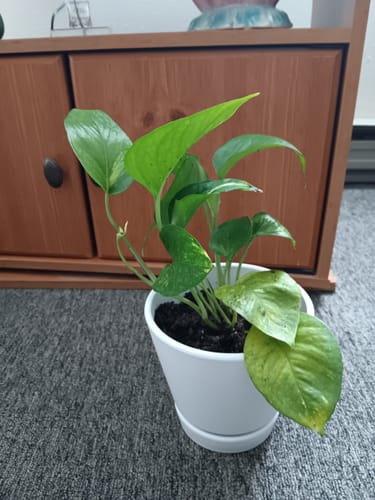 Customer photo review of Golden Pothos in a 4" &  6" Nursery Pot - Easy Care Houseplant - Low light Indoor Plant - Desk / Shelf / Hanging Basket Plant / Air purifier plant