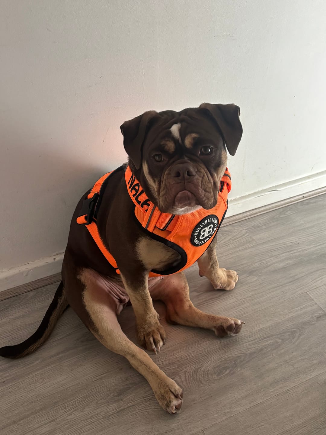 Customer photo review of Comfort Premium Harness | Non Restrictive - Orange