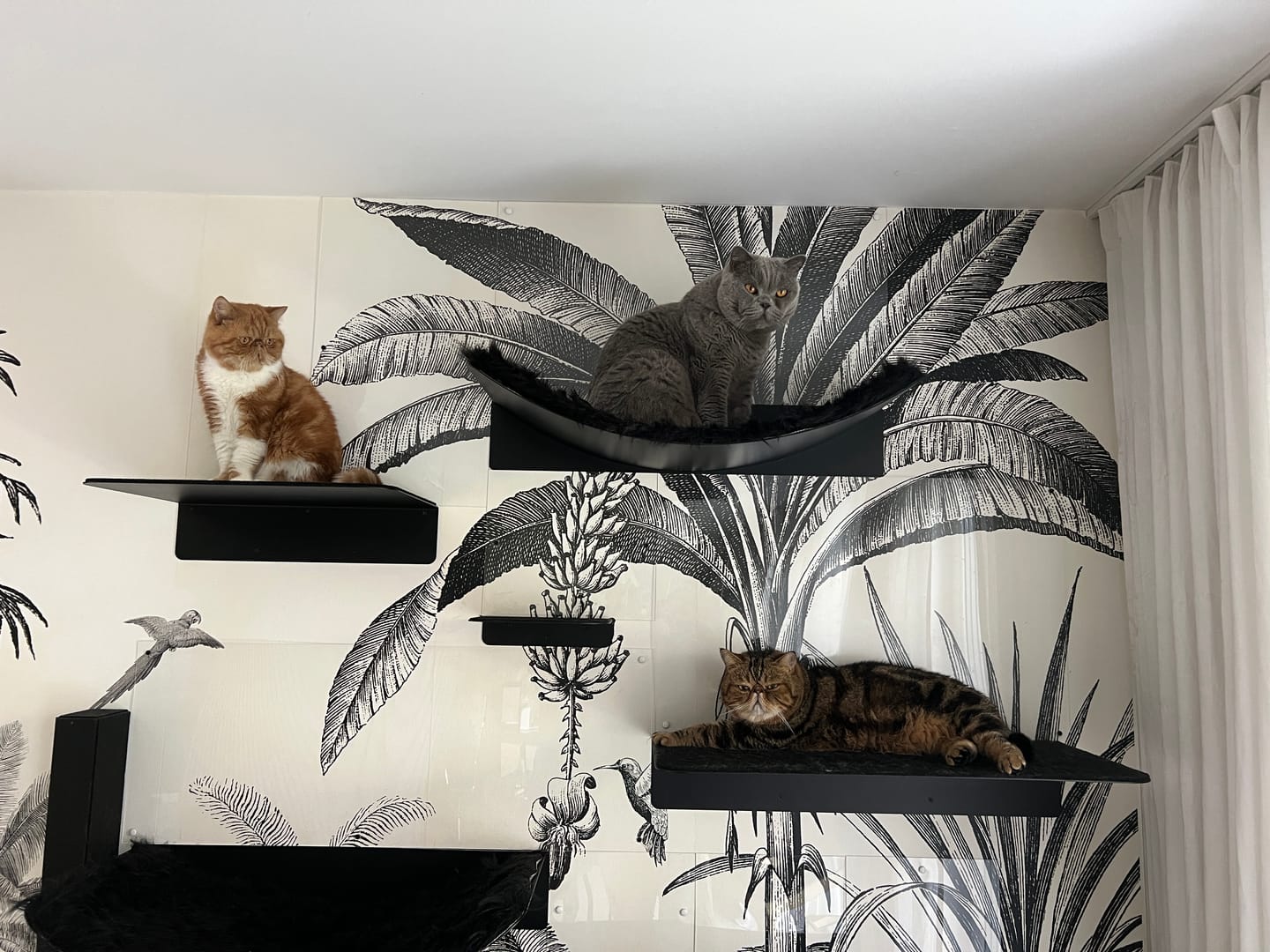 Customer photo review of STYA Katzen Kletterwand | Wandliege WL350