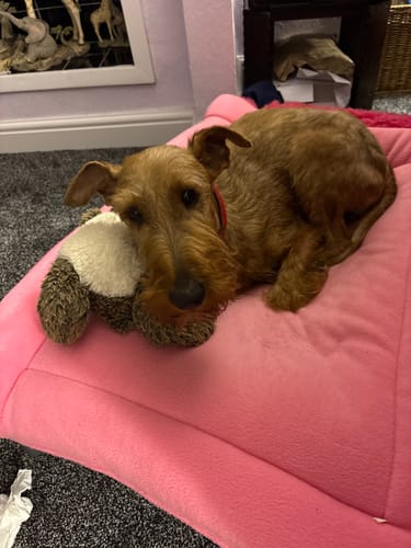 Customer photo review of Pink & Cerise Reversible Pad