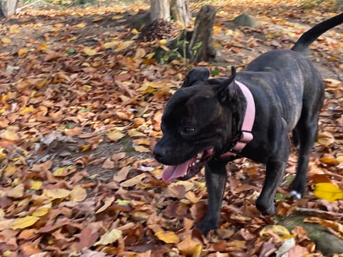 Customer photo review of 4cm Combat® Collar | Rated Clip - NO HANDLE - Pink