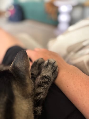 Customer photo review of 3 Month Supply - 1 Cat