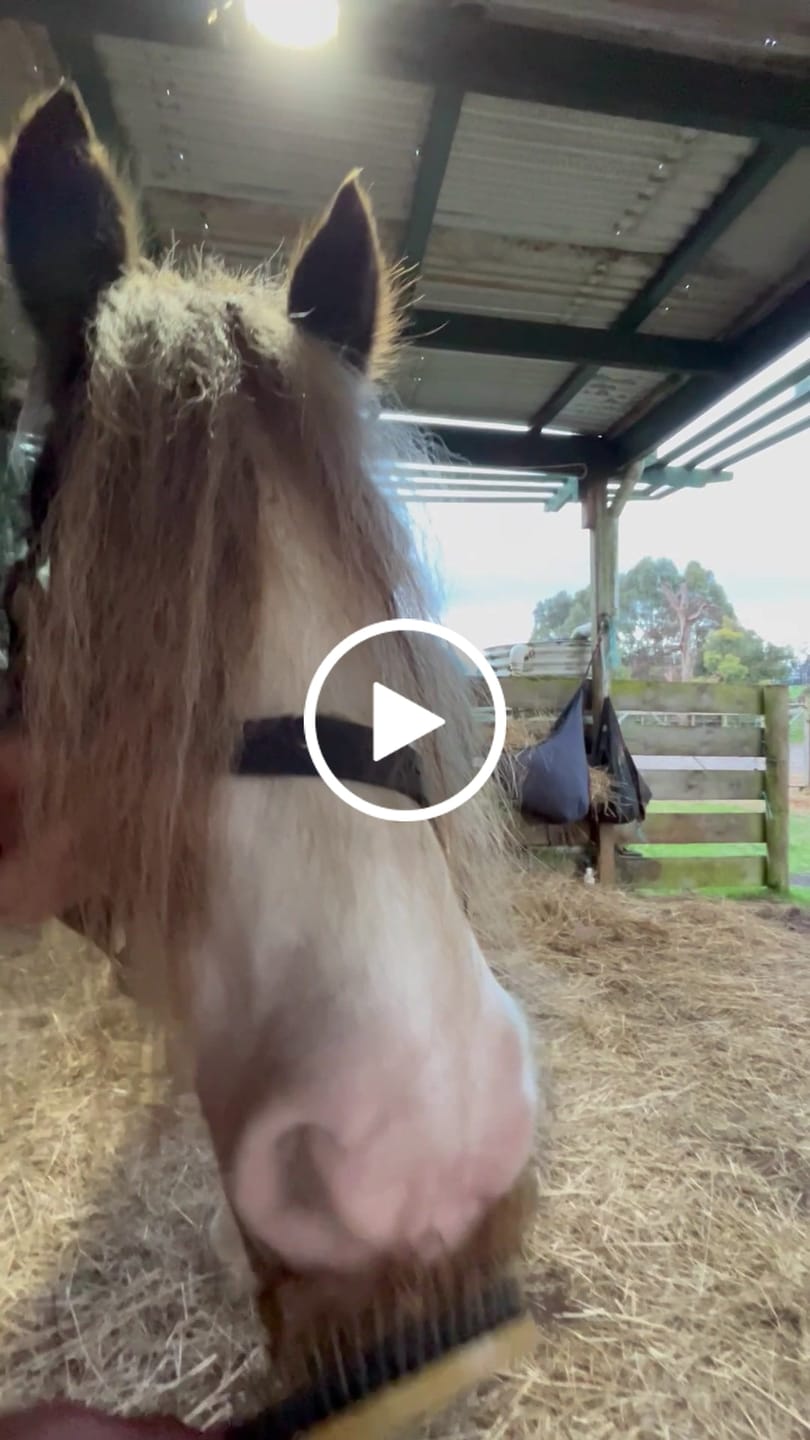 Customer video review of Queen's Brush - Royal Mane & Tail Brush