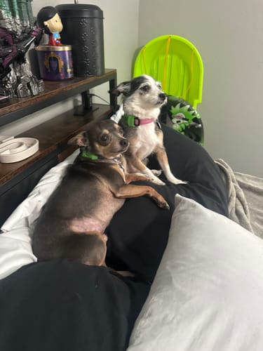 Reseña cliente FurLife