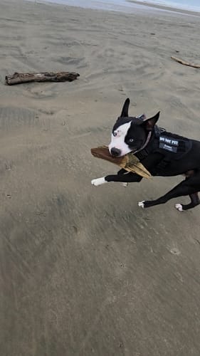 Customer photo review of 2MBH Harness Exchanges