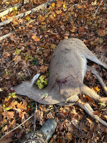 Customer photo review of Titanium Broadheads