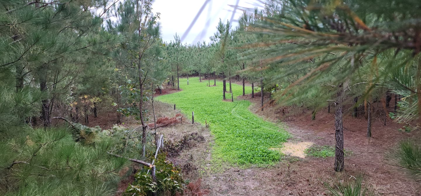 Customer photo review of Freight Train™ 25-0-0+ Liquid Fertilizer