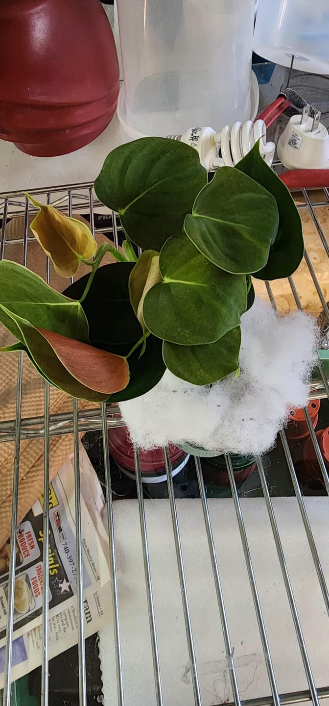 Customer photo review of Philodendron lupinum