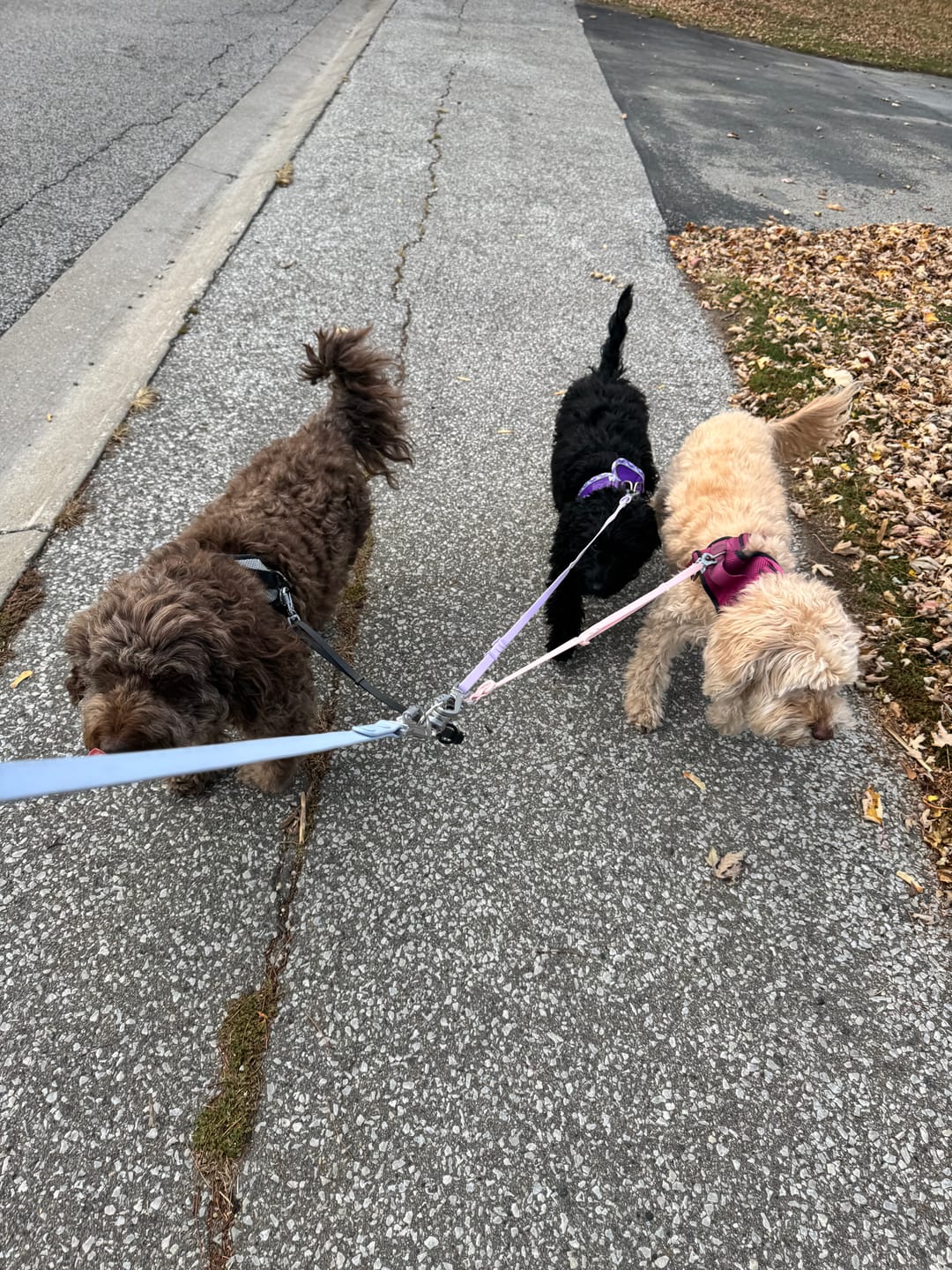 Customer photo review of Solace Adjustable Dog Harness
