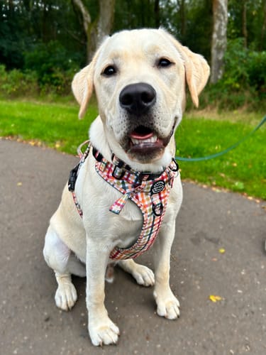 Customer photo review of Tough Trails™ Harness - Plaid Pup