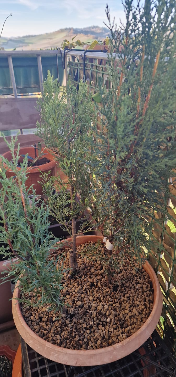 Customer photo review of PRO CB® – Substrato Professionale per Bonsai