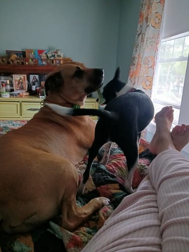 Reseña cliente FurLife