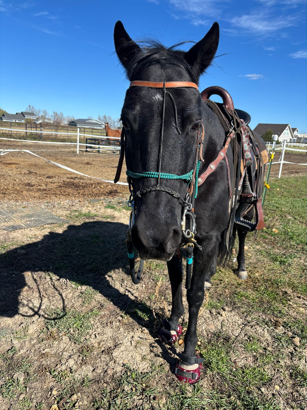 Customer photo review of Renegade® Viper Shield™ Hoof Boot - Dark Rose